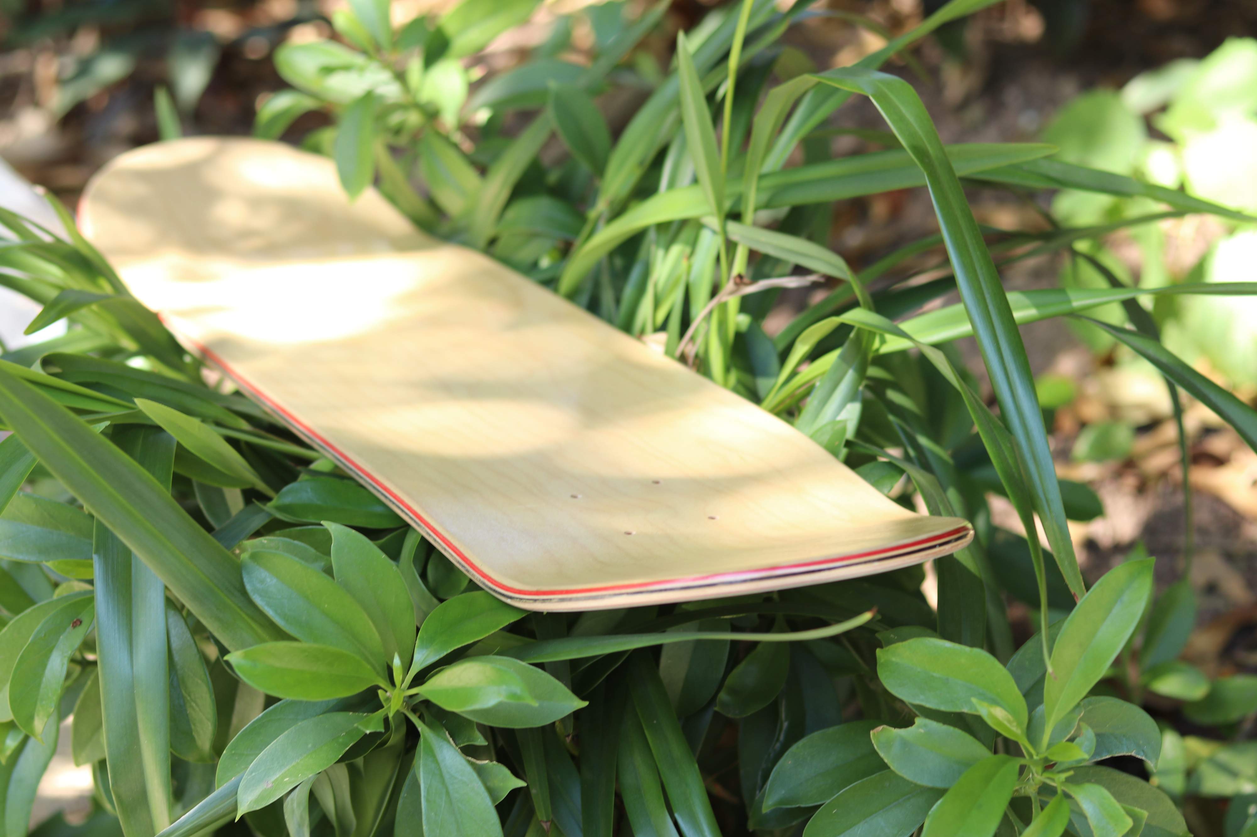 skateboard deck in natural light